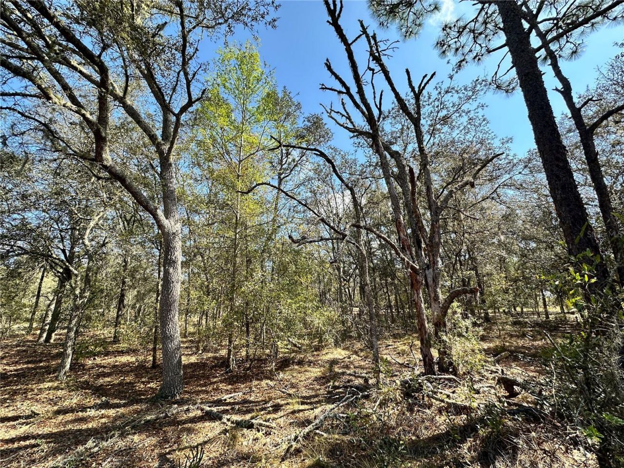 Tbd NE 68th Place, Bronson, FL 32621 Photo