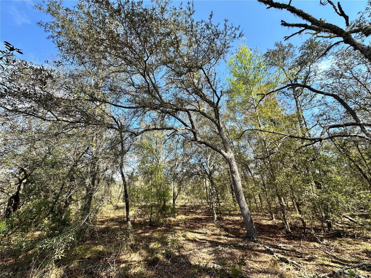 Tbd NE 68th Place, Bronson, FL 32621 Photo