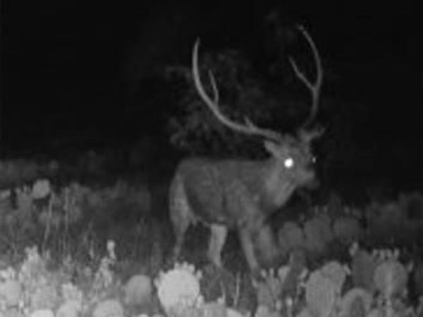 43 Cave Well Ranch, Menard, TX 76841