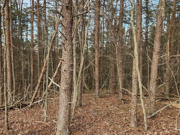 11901 PRICE ROAD NE, LITTLE ORLEANS, MD 21766