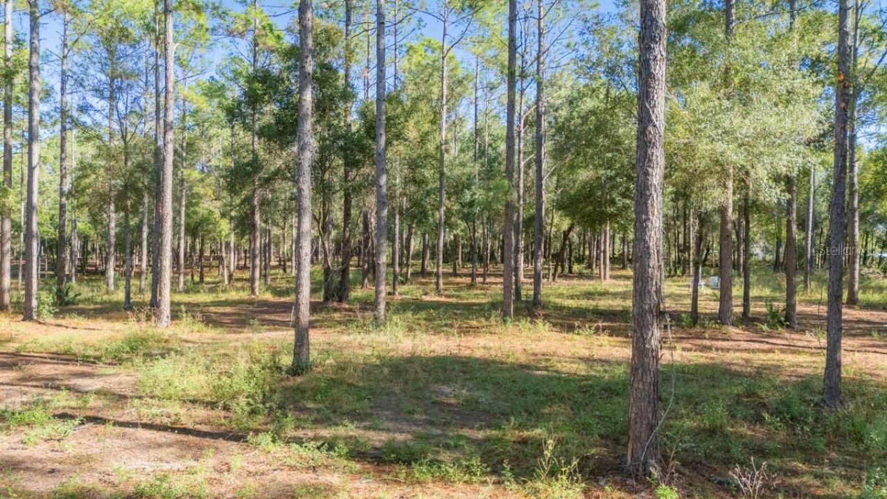 24250 Deep Springs Loop, Eustis, FL 32736 Photo