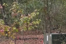 113 & 119 Rhinehart Street photo 4