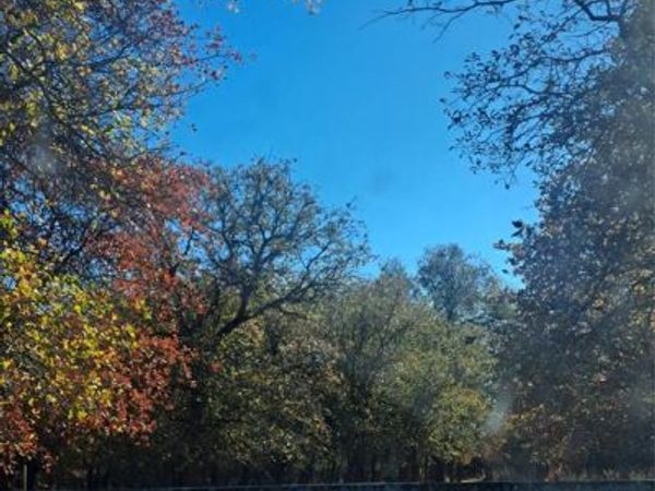 20.987 acres TBD FM 3368, Hawley, TX 78525