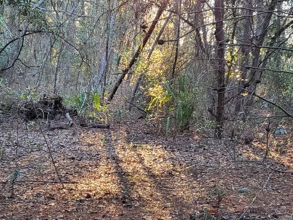 00 Beulah Church rd, Crescent City, FL 32112