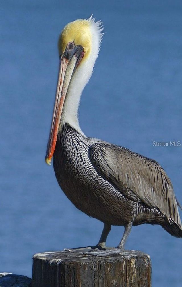 1030 Tidewater Shores Loop, Unit 401, Bradenton, FL 34208 Photo