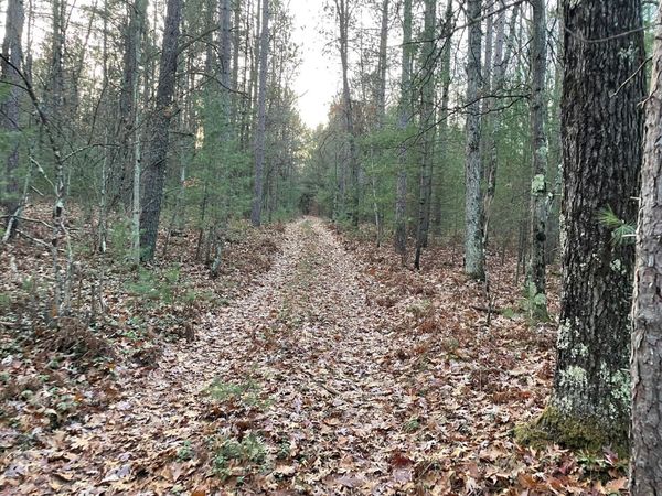 V/L Forest Service 8433/Pomeroy Sp, Irons, MI 49644