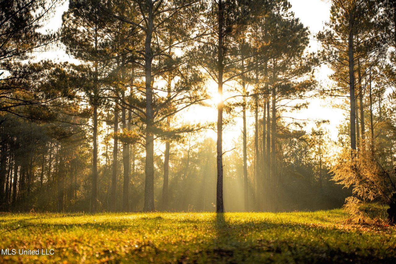 Newton Caney Creek Road, Decatur, MS 39327 Main Photo