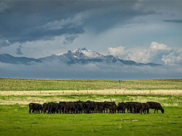 Squirrel Creek Road , Colorado Springs, CO 80928