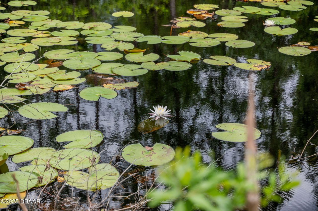 133 Seminole Trail, Georgetown, FL 32139 Photo