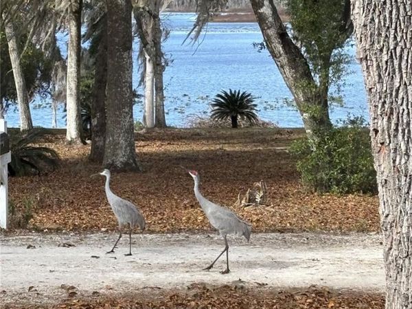 111 LITTLE ORANGE LAKE DRIVE, HAWTHORNE, FL 32640