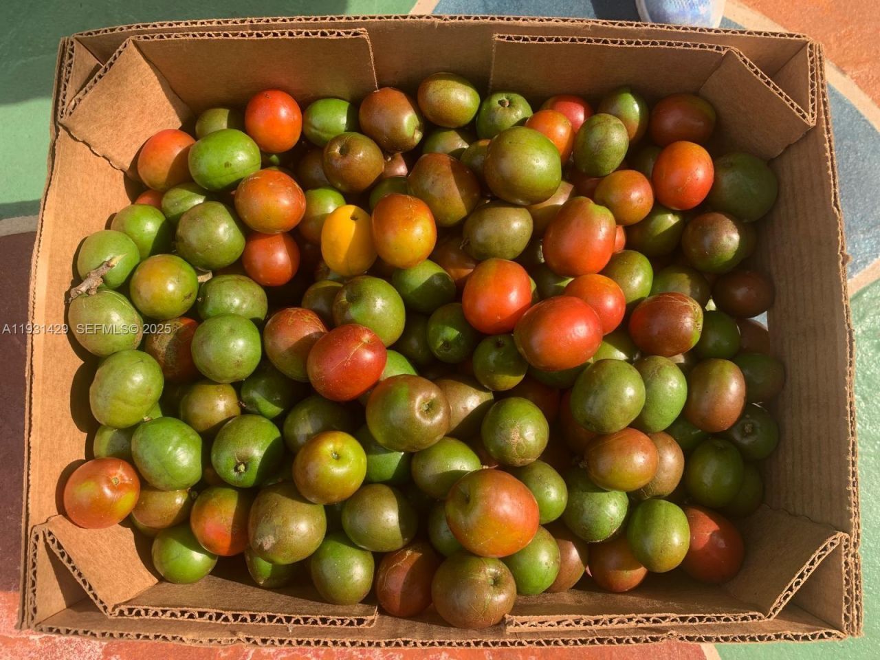 10955 SW 56th St, Miami, FL 33165 Photo