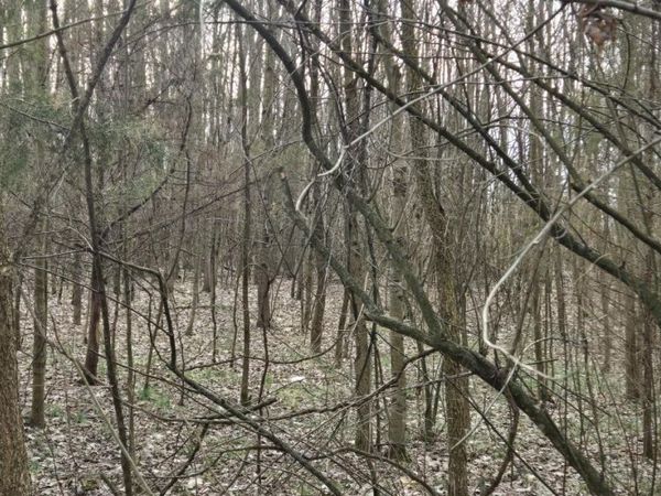 506 Cherry Street, Blanchester, OH 45107