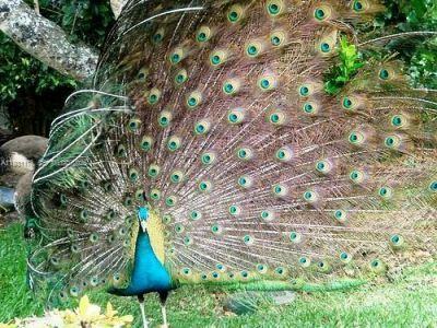 2332 Fisher Island Dr , Unit 4302, Miami Beach, FL 33109 Photo