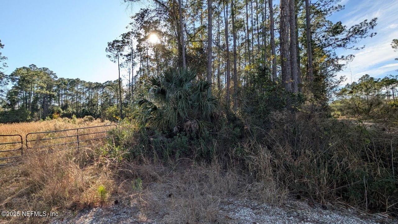 113 White Pine Lane, Georgetown, FL 32139 Photo