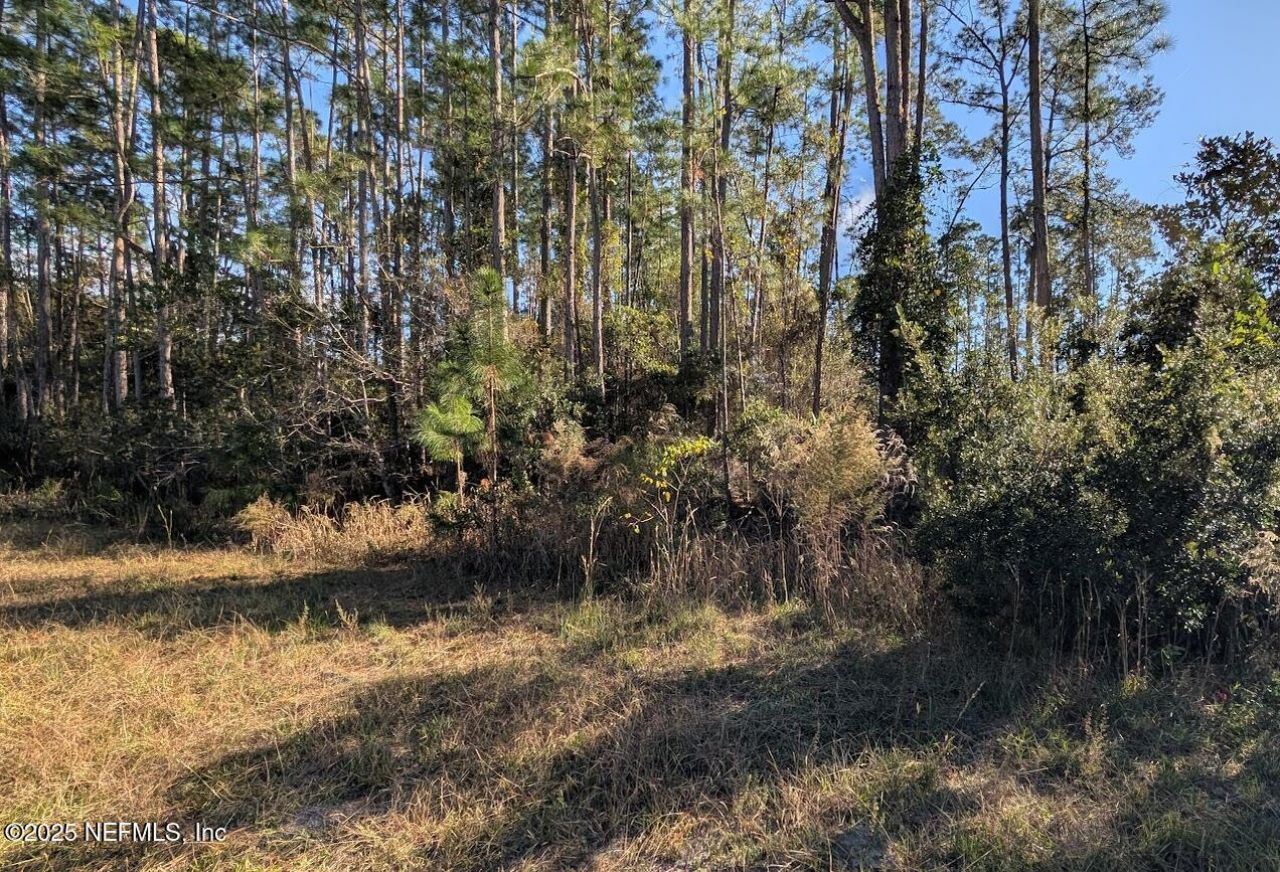113 White Pine Lane, Georgetown, FL 32139 Photo