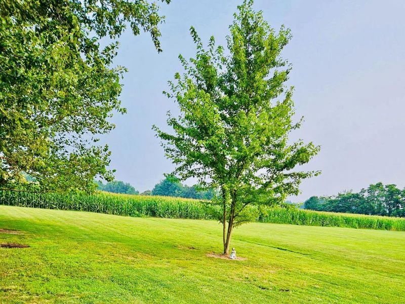 1420 Rose Hill Road, Lewis Twp, OH 45130 Photo 9