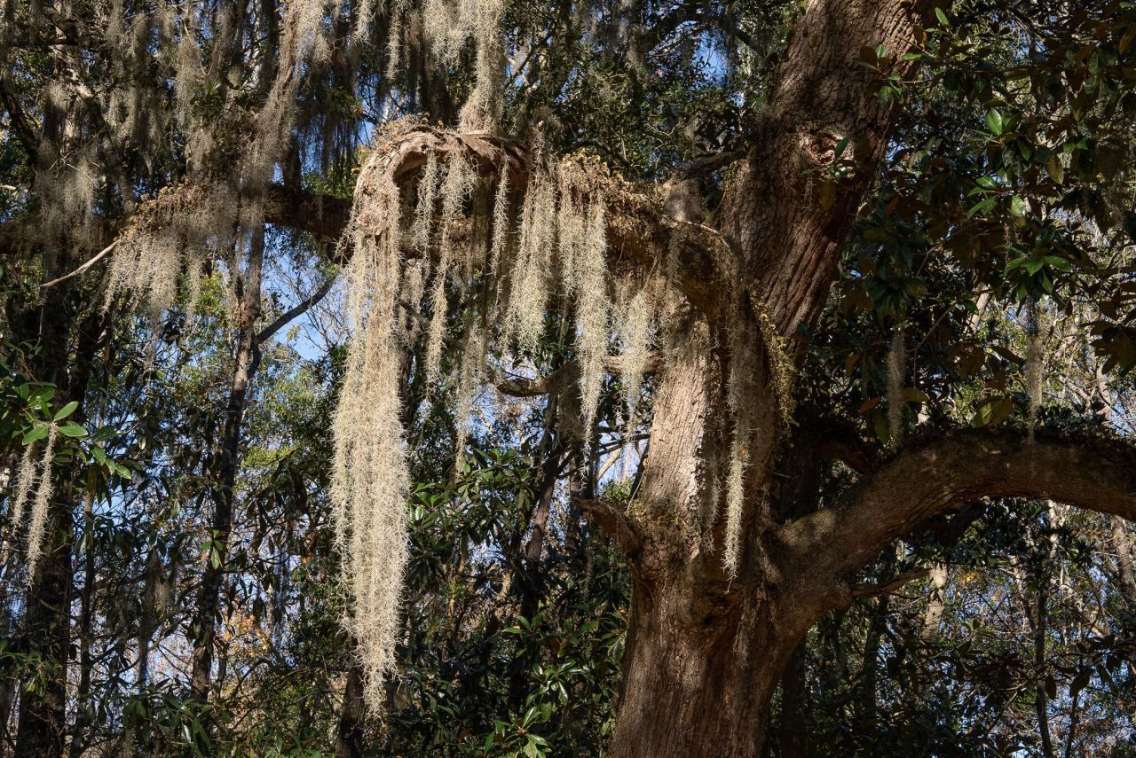 3026 Olivia Marie Lane Photo 44