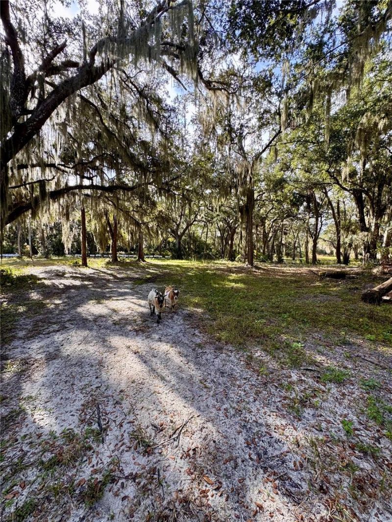 480 Clinton Cemetery Road, Edgewater, FL 32141 Photo