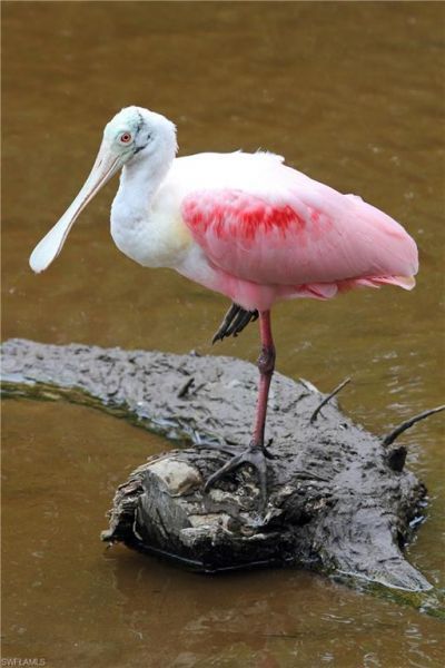 2417 Wulfert Rd, Sanibel, FL 33957 Photo