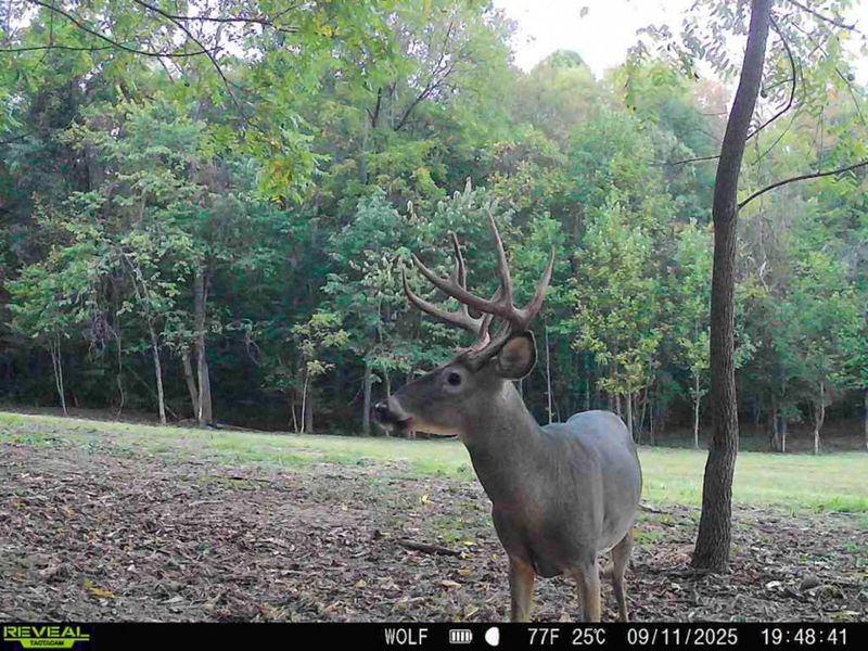 33747 Wolf Hill Road, Unit (Wolf Hill, McArthur, OH 45651 Photo 8