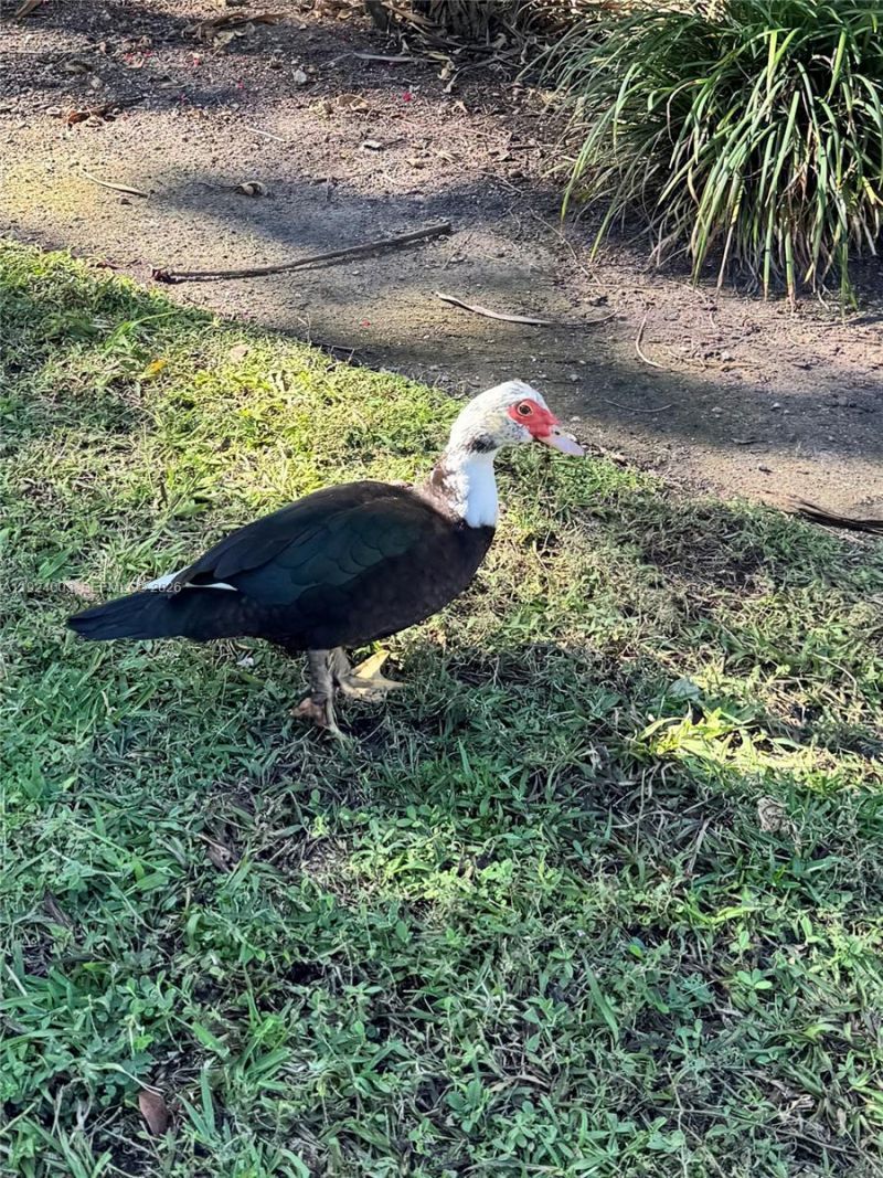 1260 SE 31st Ct, Unit 105-34, Homestead, FL 33035 Photo