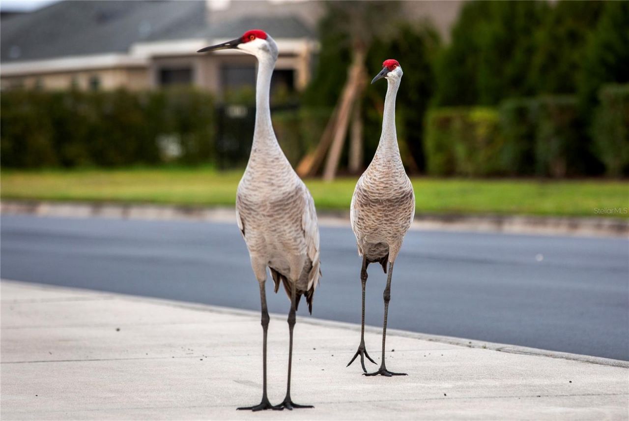 16307 66th Lane E, Parrish, FL 34219 Photo