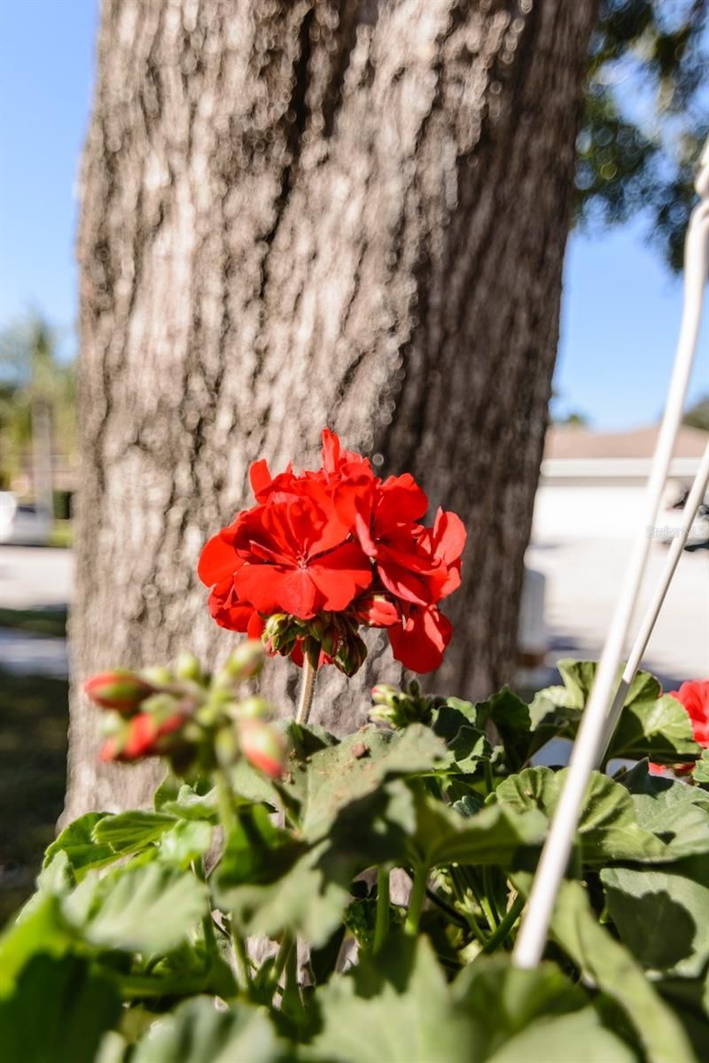 3193 Sandy Ridge Drive, Clearwater, FL 33761 Photo