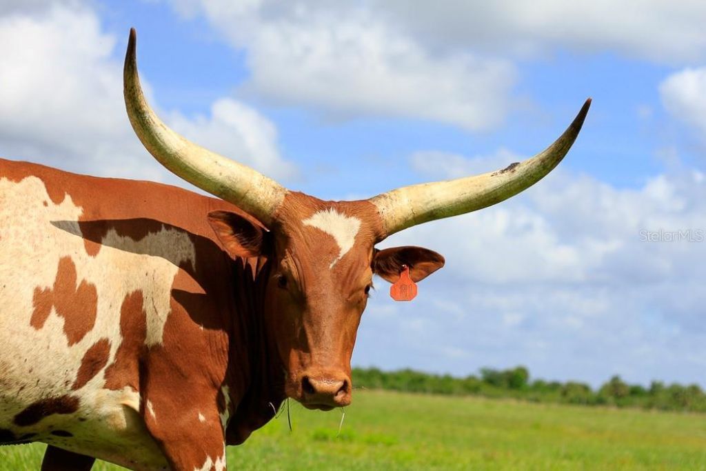 231 Stallion Lane, River Ranch, FL 33867 Photo