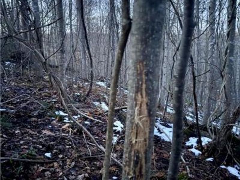 0000 Cox Road, Pee Pee Township, OH 45690 Photo 6