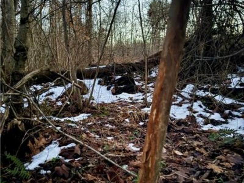 0000 Cox Road, Pee Pee Township, OH 45690 Photo 7