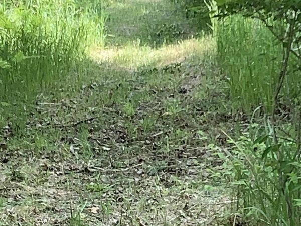 30th Avenue, Remus, MI 49340