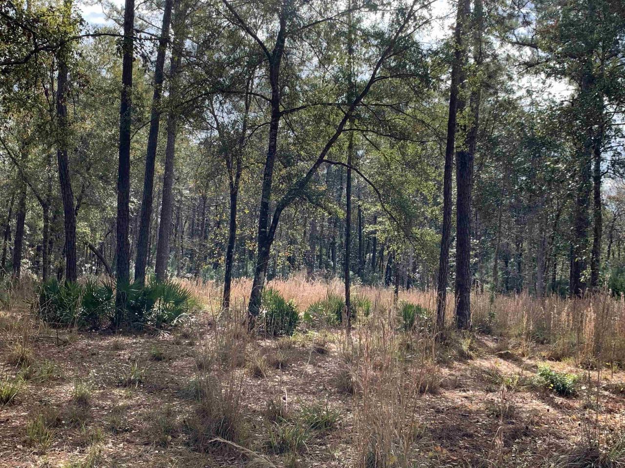 Lot 4 & 5 Seminole Lane, Sopchoppy, FL 32358 Photo