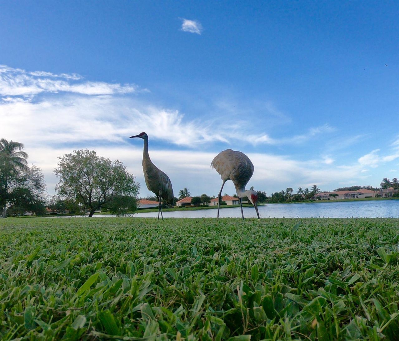 7861 Olympia Drive, West Palm Beach, FL 33411 Photo