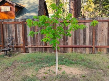 2520 Osborne Avenue, South Lake Tahoe, CA 96150 Photo