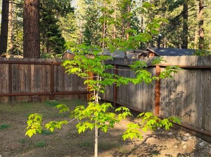 2520 Osborne Avenue, South Lake Tahoe, CA 96150 Photo