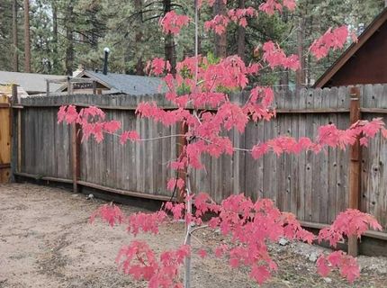 2520 Osborne Avenue, South Lake Tahoe, CA 96150 Photo