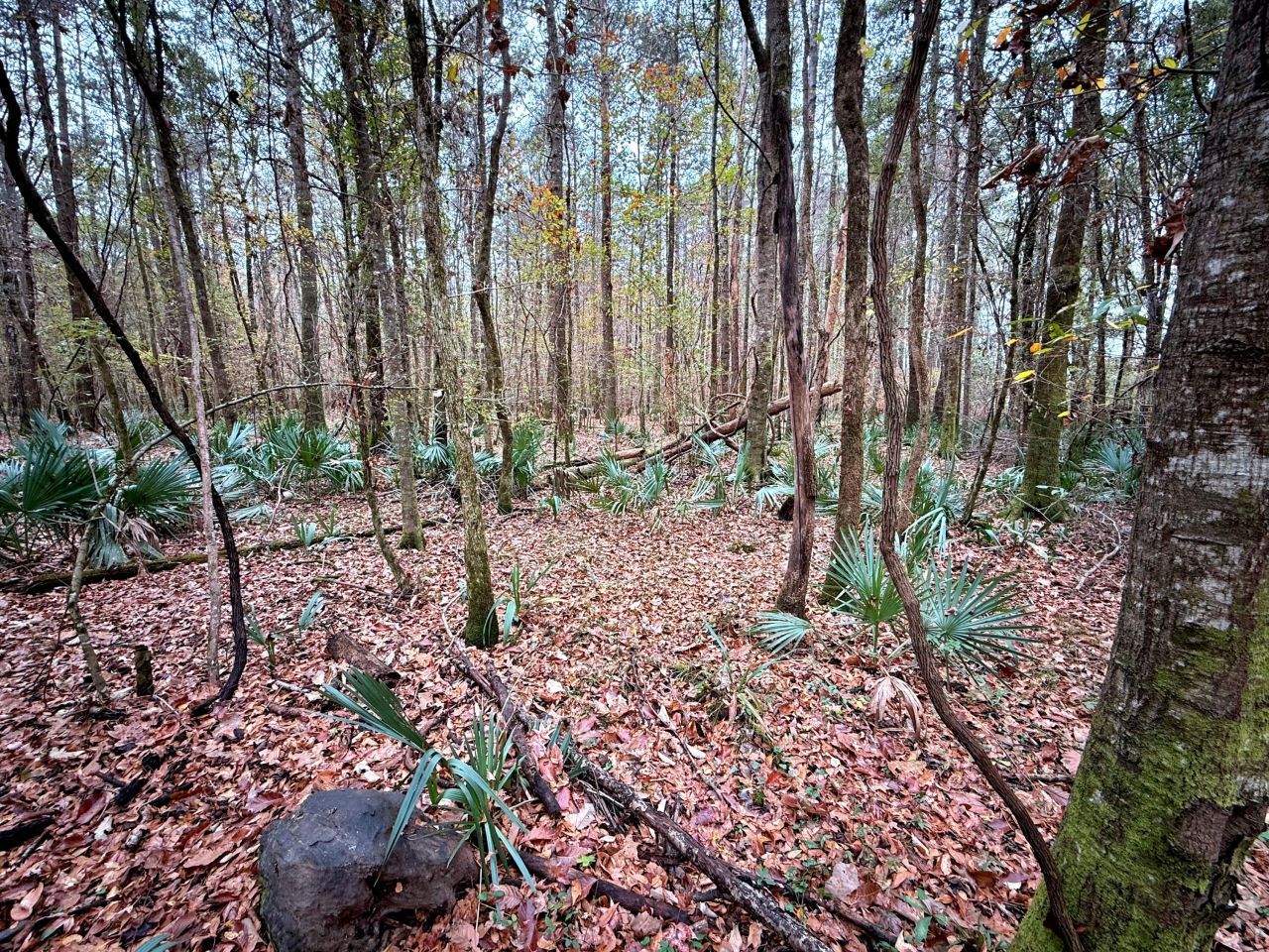 1215 Sandy Run Circle Photo 17