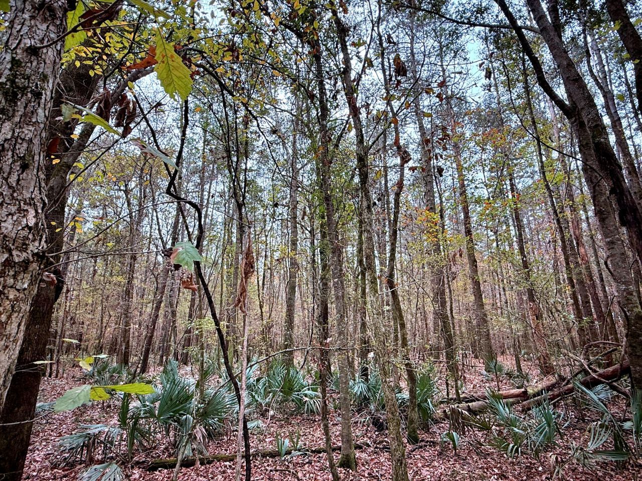 1215 Sandy Run Circle Photo 18