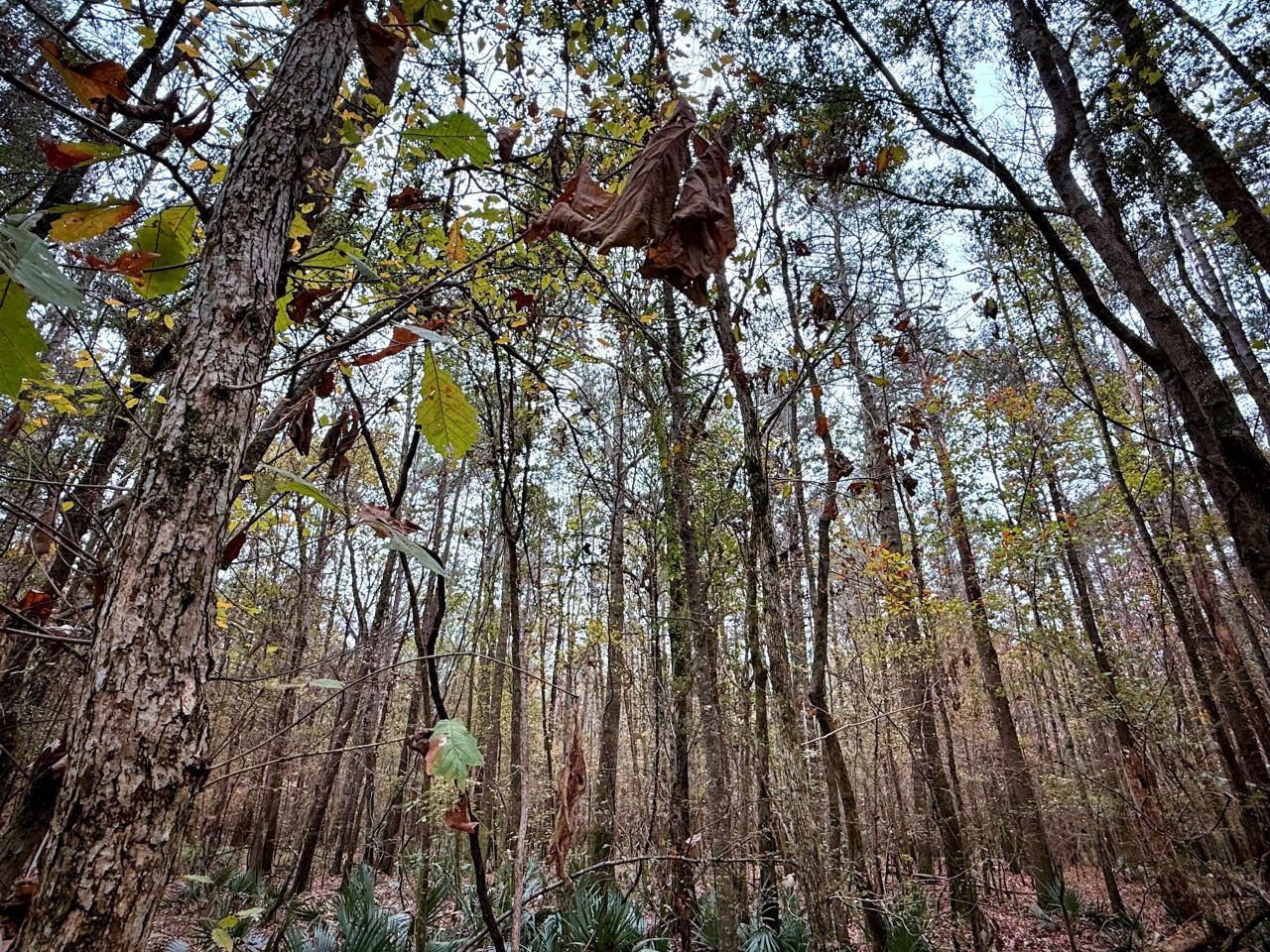 1215 Sandy Run Circle Photo 19