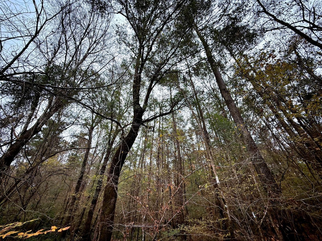 1215 Sandy Run Circle Photo 20