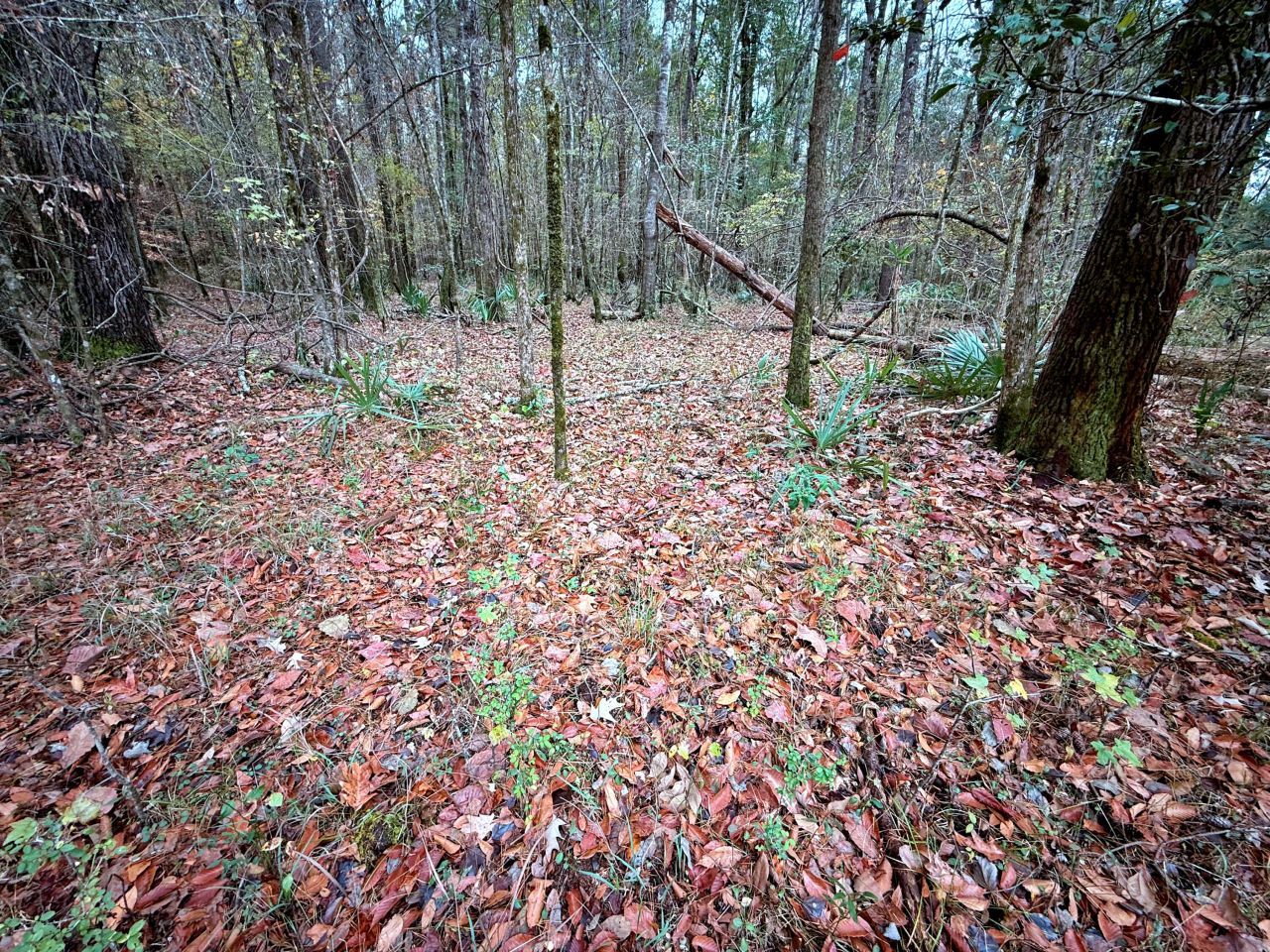 1215 Sandy Run Circle Photo 21