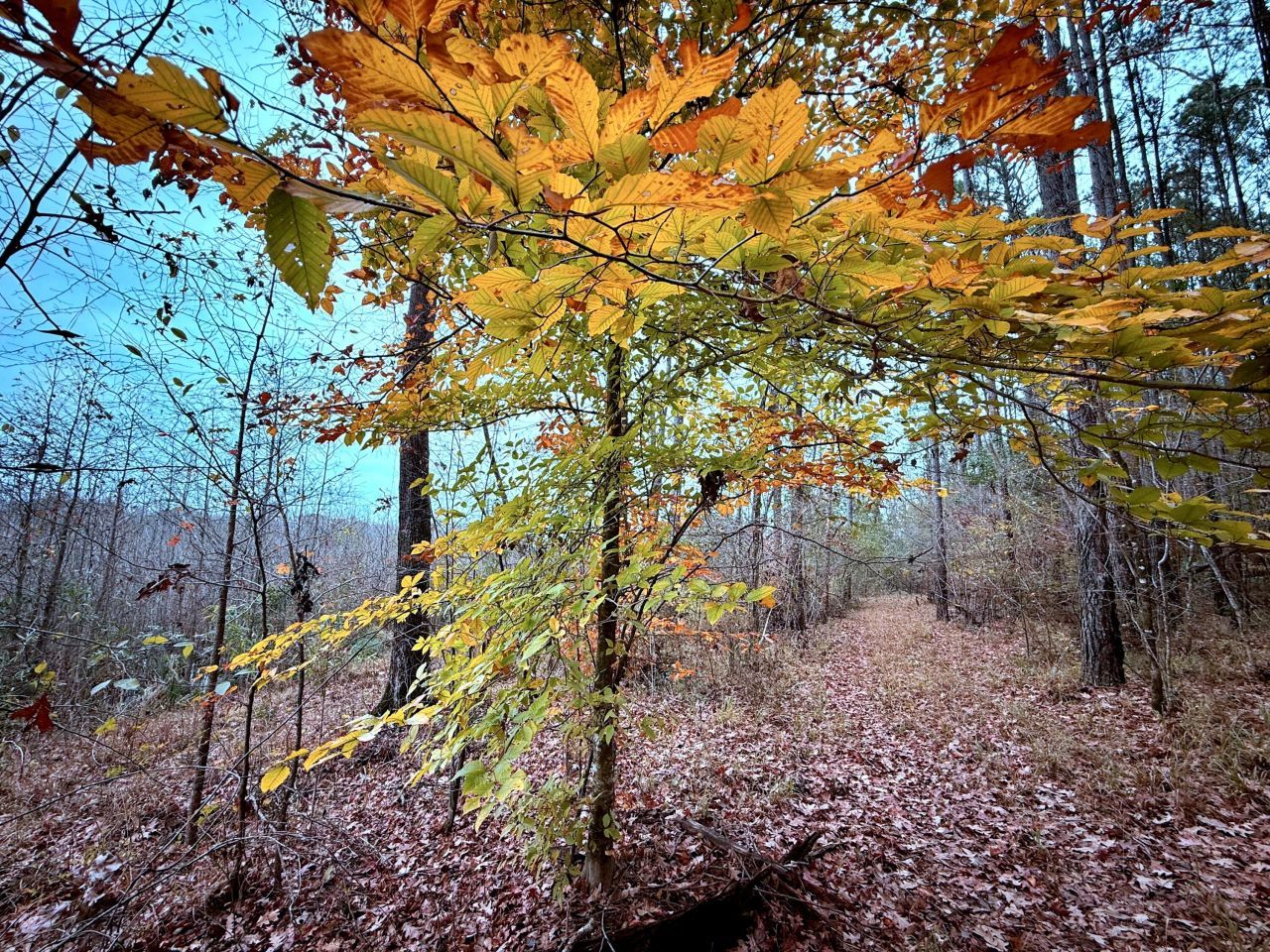 1215 Sandy Run Circle Photo 22