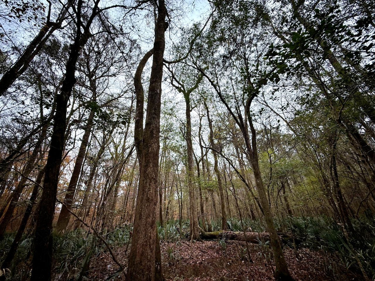 1215 Sandy Run Circle Photo 28