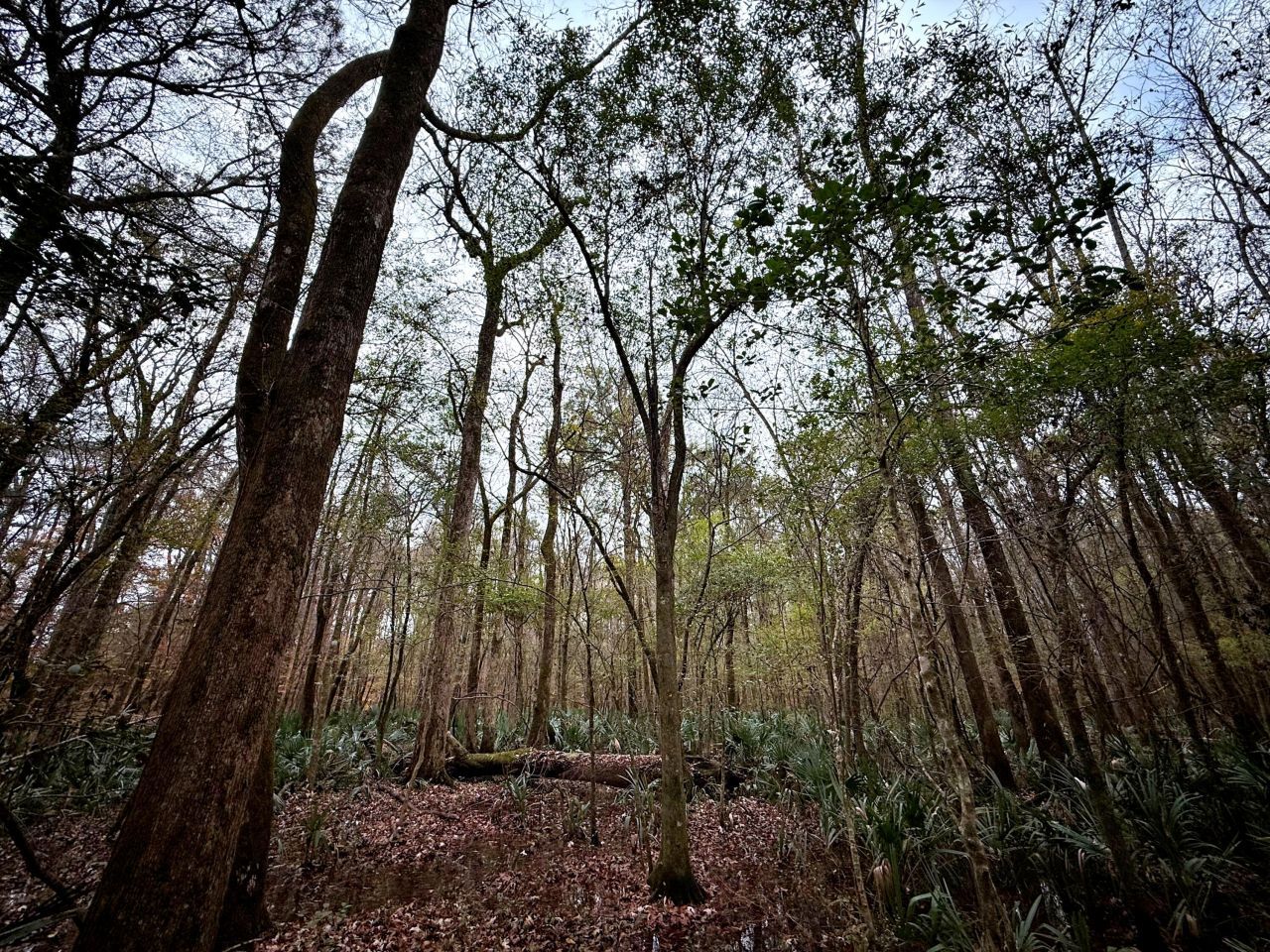 1215 Sandy Run Circle Photo 29