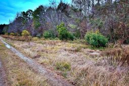 1215 Sandy Run Circle photo 4