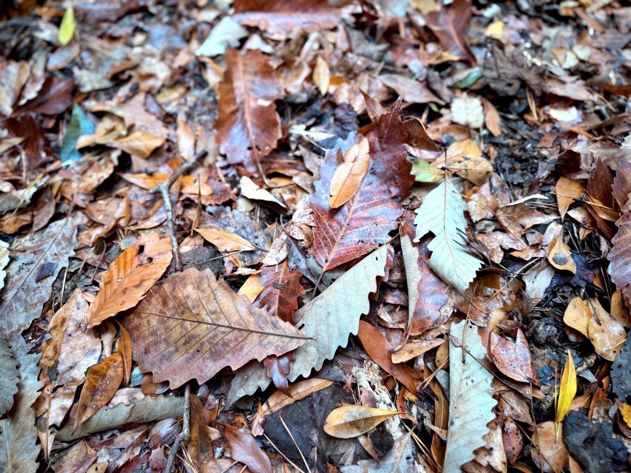 1215 Sandy Run Circle Photo 4