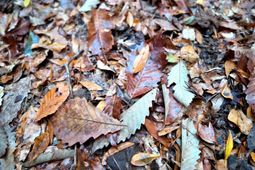 1215 Sandy Run Circle photo 4