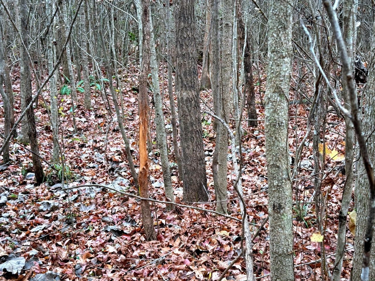 1215 Sandy Run Circle Photo 5