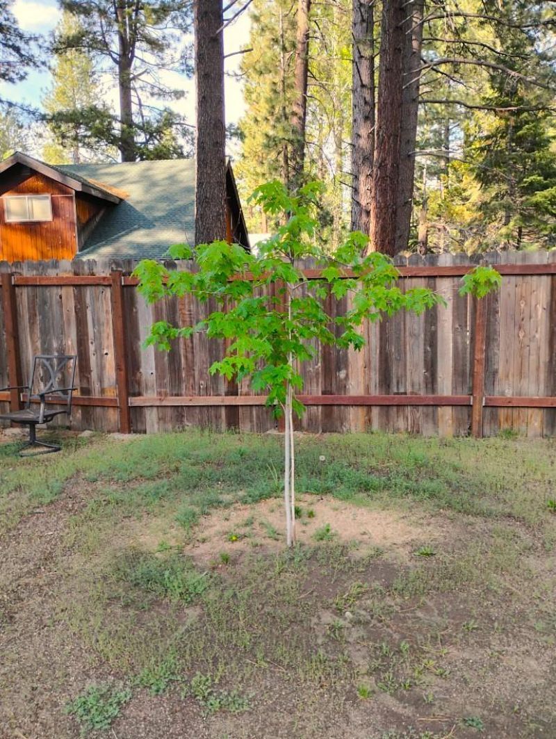 2520 Osborne Ave, South Lake Tahoe, CA 96150 Photo