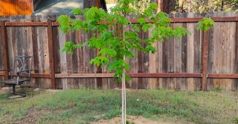 2520 Osborne Ave, South Lake Tahoe, CA 96150 Photo